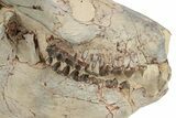 Fossil Oreodont (Eporeodon) Skull - South Dakota #249250-2